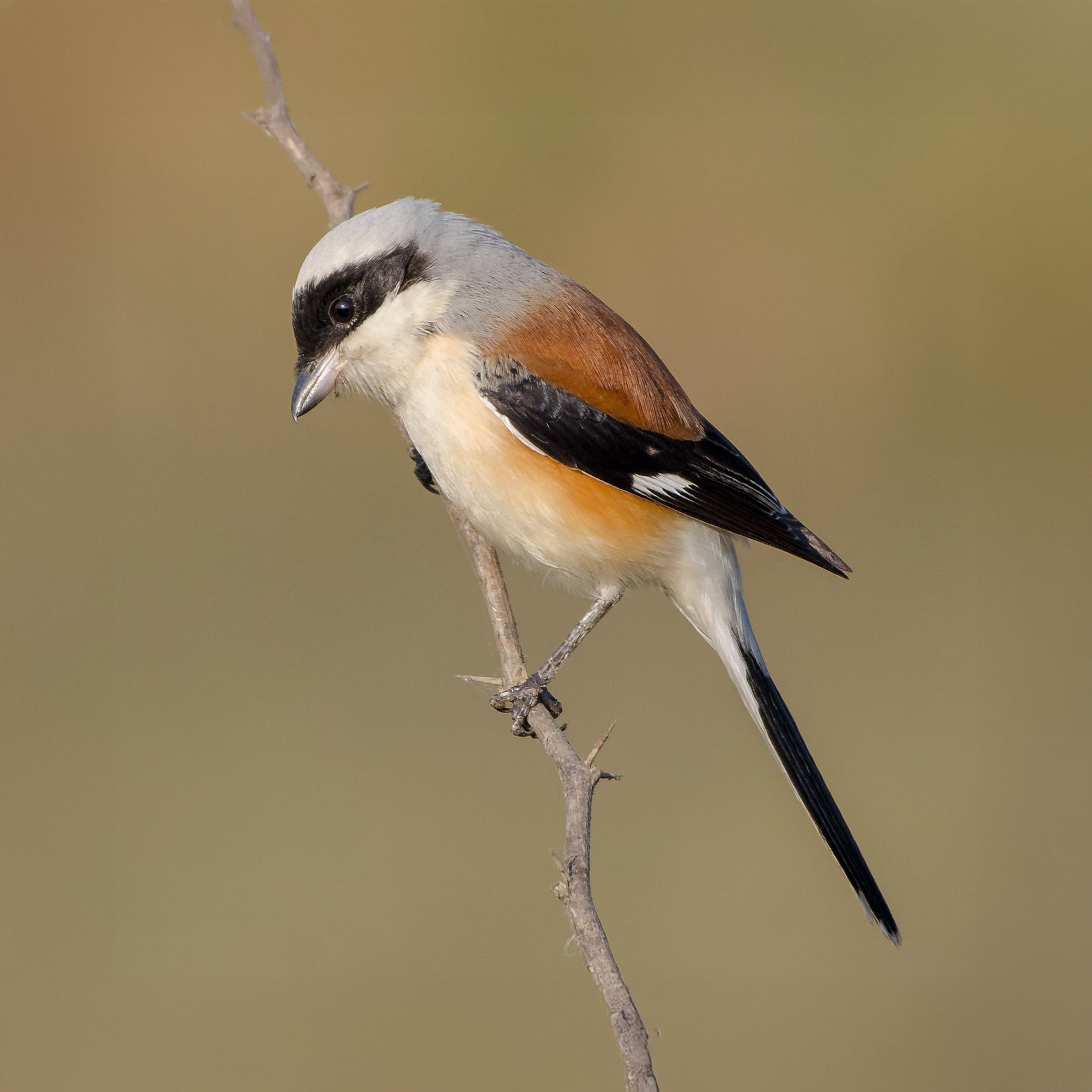 bay backed shrike bird